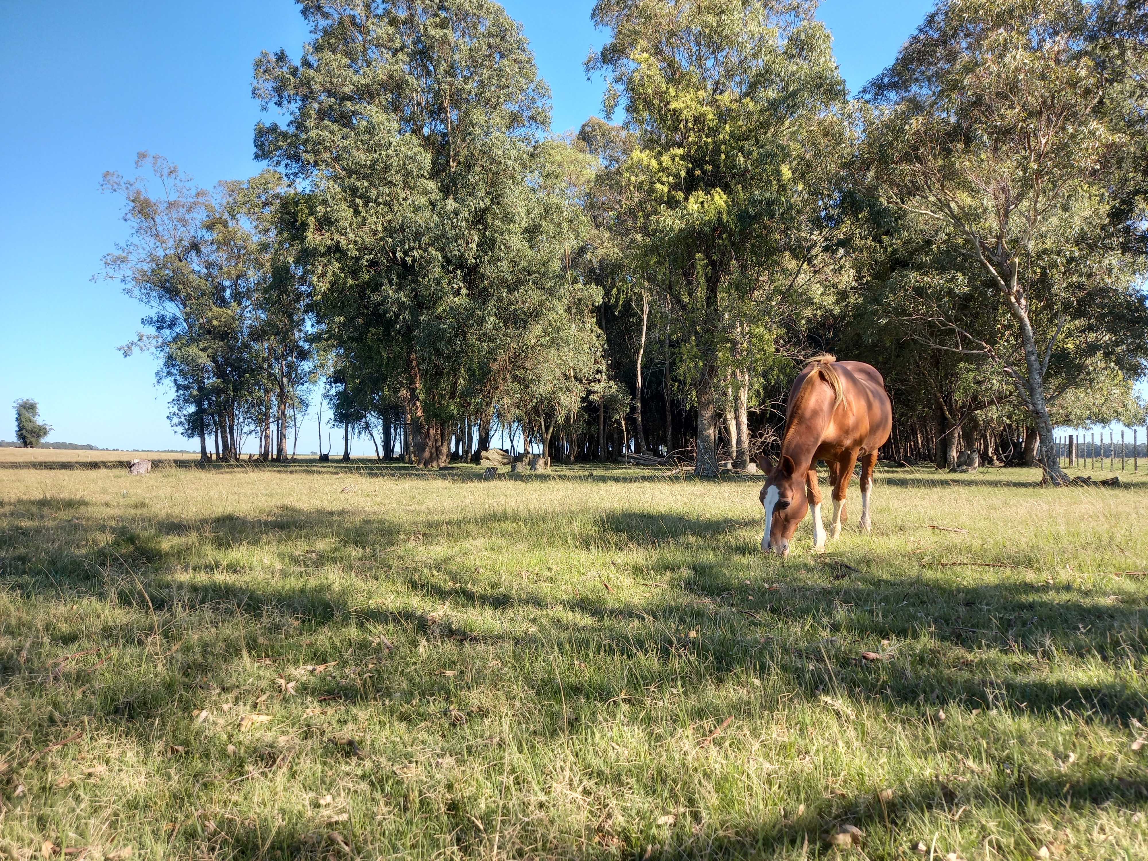 Campo